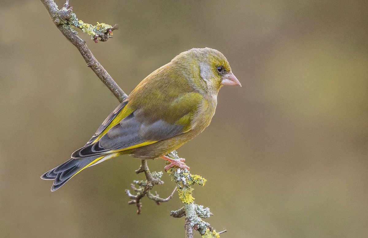 Micky_50's tweet image. Greenfinch