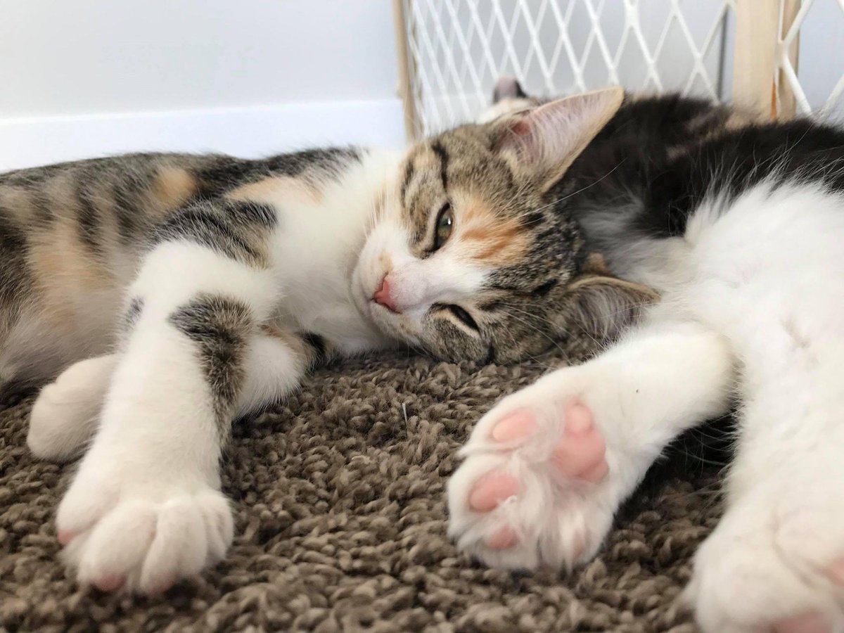 FurRSQ's tweet photo. Jaguar and Ocelet Jungle here! 
We are a couple of cute bonded kittens, who love to wrestle. It doesn't take Jaguar long to start purring. Ocelet can be super shy, but once the wand toys come out, oh boy so much fun! Not bad for once semi-feral kittens! https://t.co/Ii114EXnoP