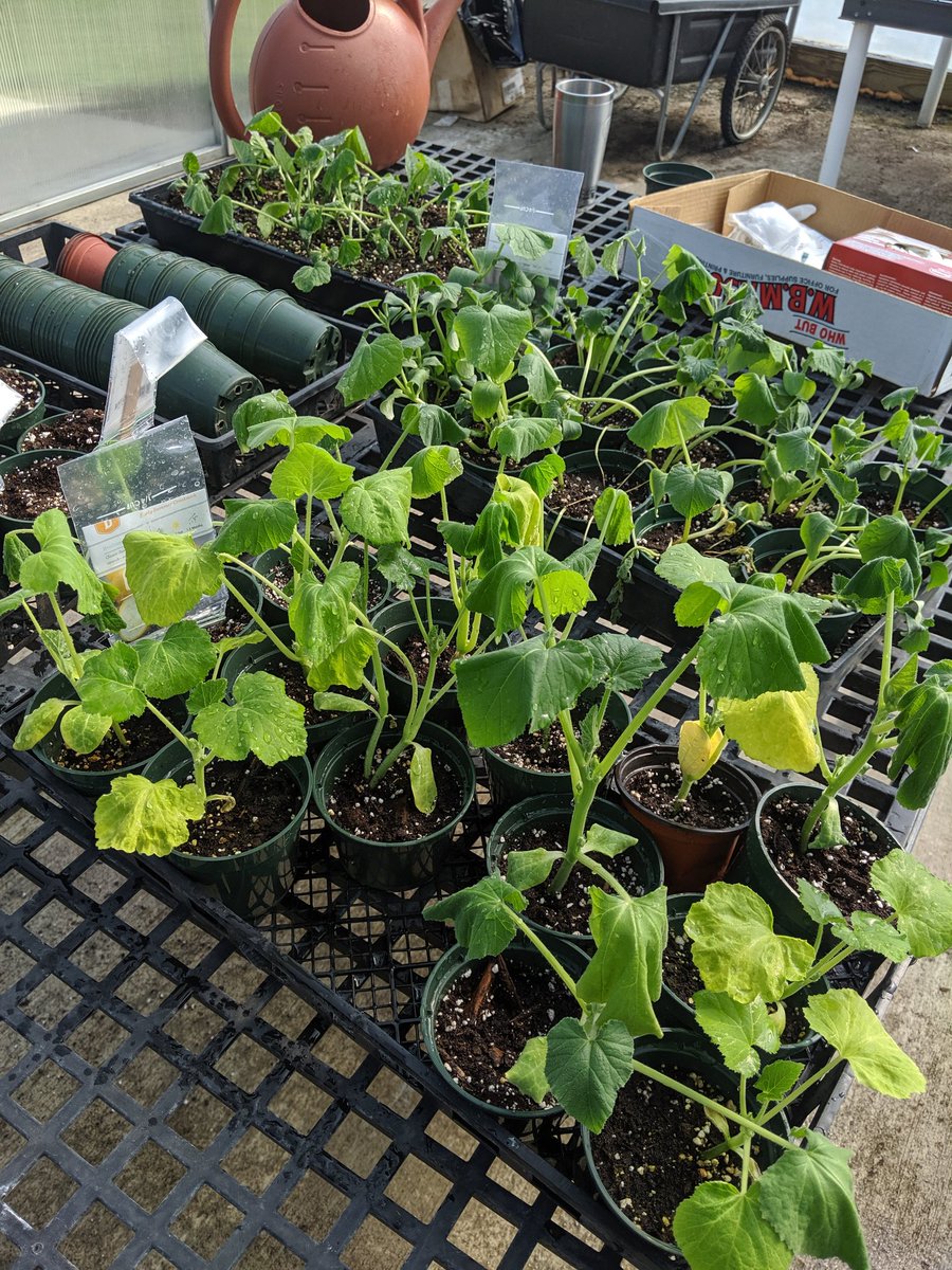 Mr_Tooley45's tweet photo. Some droopy leaves, but some vines! Most importantly, we're learning!
#GVEPride https://t.co/sOp9yWAgKJ
