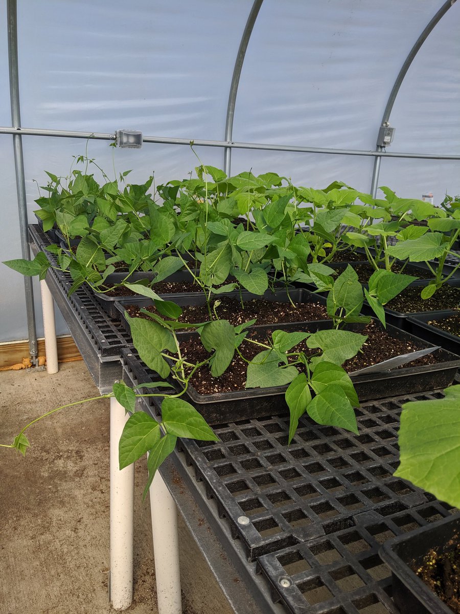 Mr_Tooley45's tweet photo. Some droopy leaves, but some vines! Most importantly, we're learning!
#GVEPride https://t.co/sOp9yWAgKJ