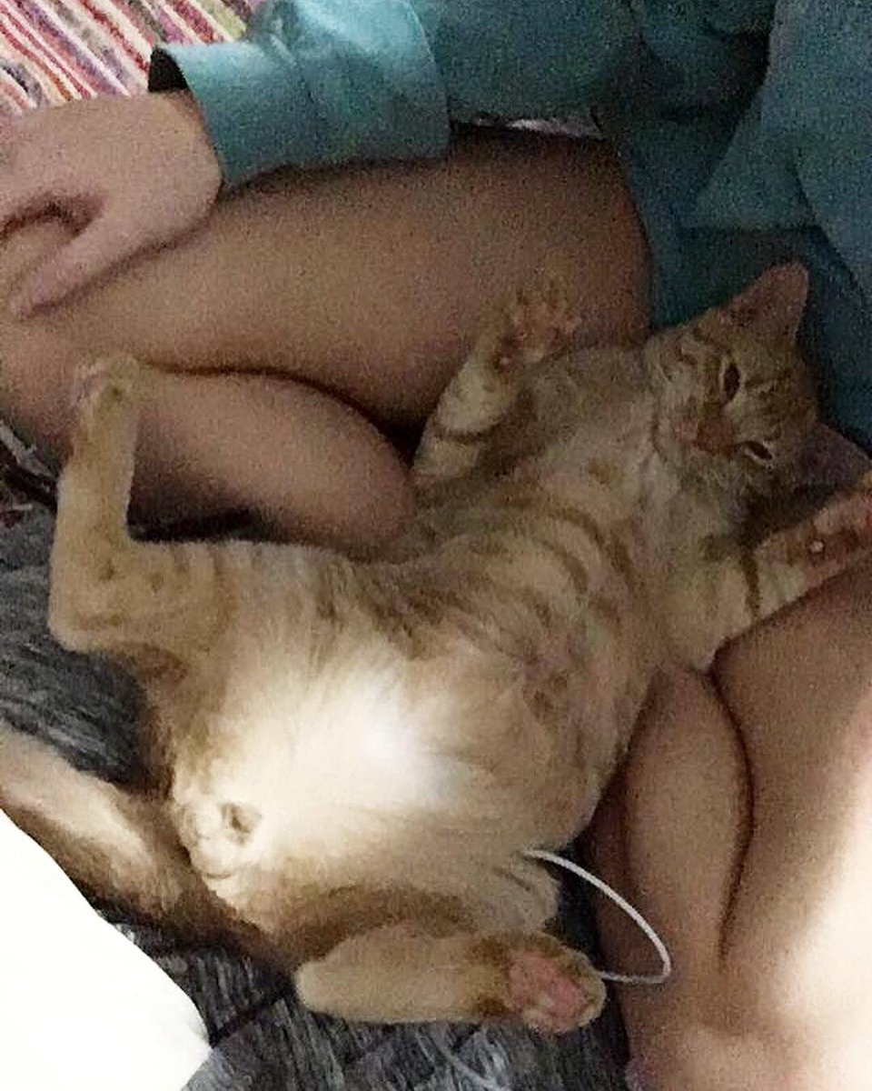 Kt_shawty's tweet photo. Hi east Memphis friends, my cat Leo is missing from my home near Spottswood! I live on Echles so if you see him please message me! He’s an orange tabby https://t.co/5s8LgI9Uqs