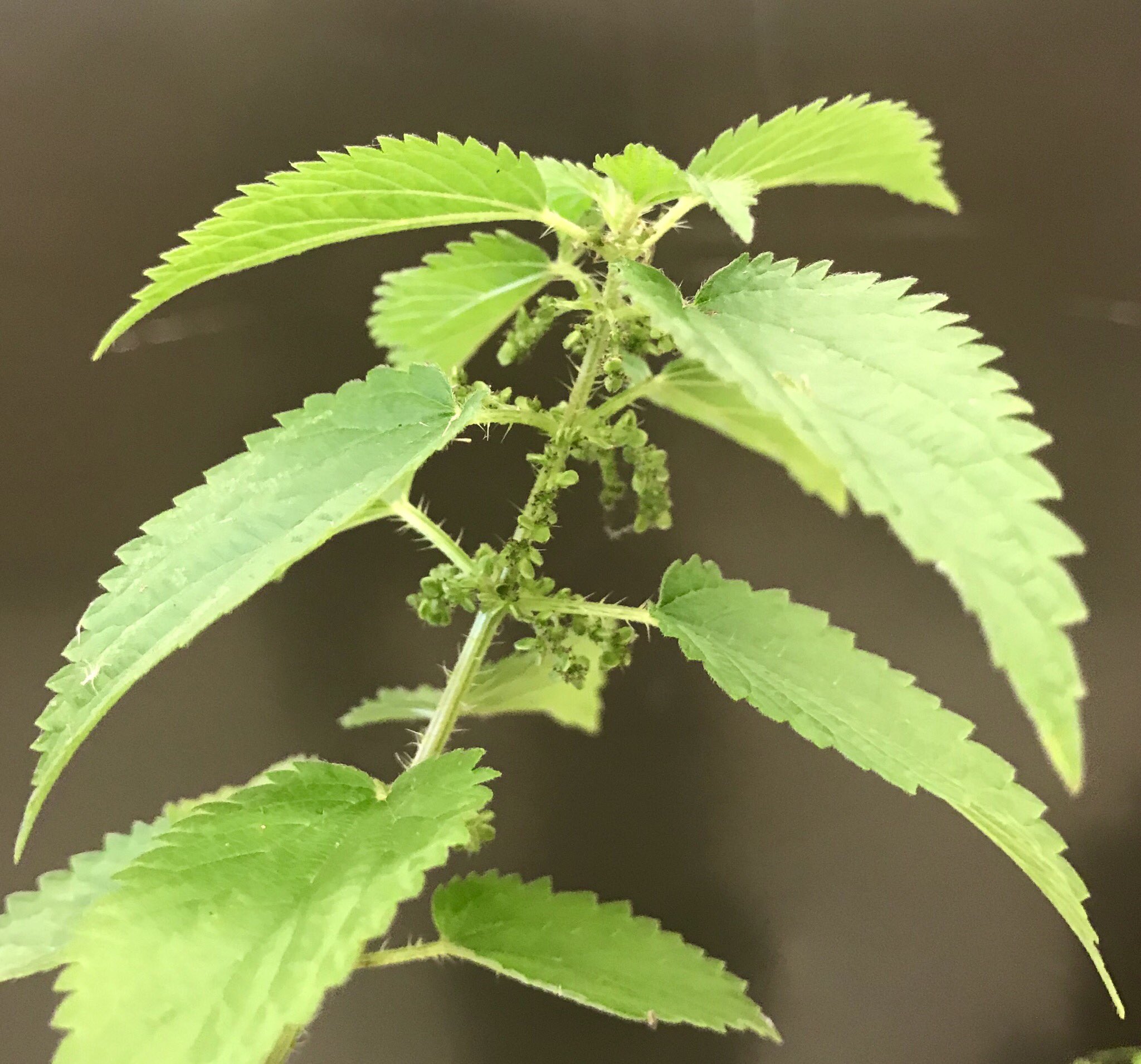 Ryan Lee on Twitter "tfraleigh AlexTheChemist Yes, trichome comes