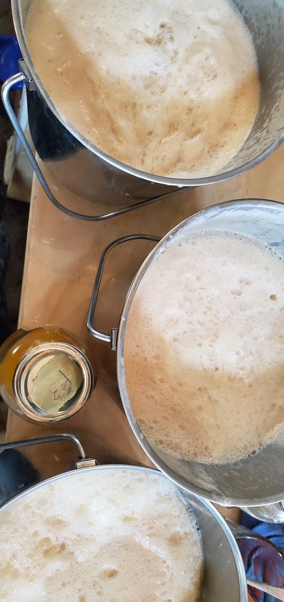 Go yeast babies, go!