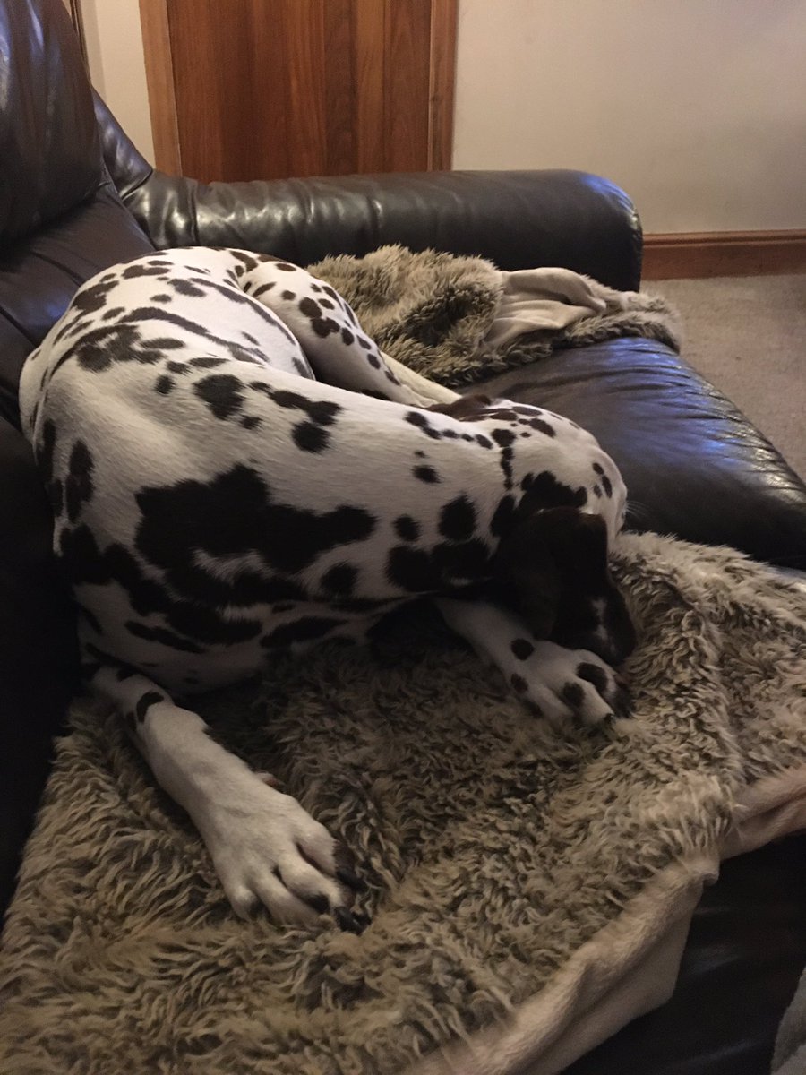 dalmatian_the's tweet photo. Getting some sleep as tomorrow will be a busy day as it’s my birthday and I’m going to be 2 #mummysfavourite #dalmatian #loved https://t.co/xpNRbkqq9p