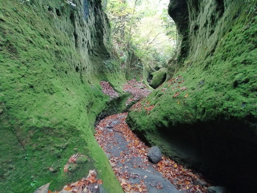 riverwill_kay's tweet photo. 地獄谷を後にして再びの苔の回廊へ!
何度訪れても感動で震える(わたしの中で)北海道随一の絶景!😊
雨に濡れて苔の緑がよりしっとりと瑞々しく時間を忘れるほど見とれました✨
しかし、相変わらず倒木はすごかった…
近くの森でエゾシカの番見かけました😆
#MossCorridor #Hokkaido #LakeShikotsu https://t.co/hFUMgjbMAm