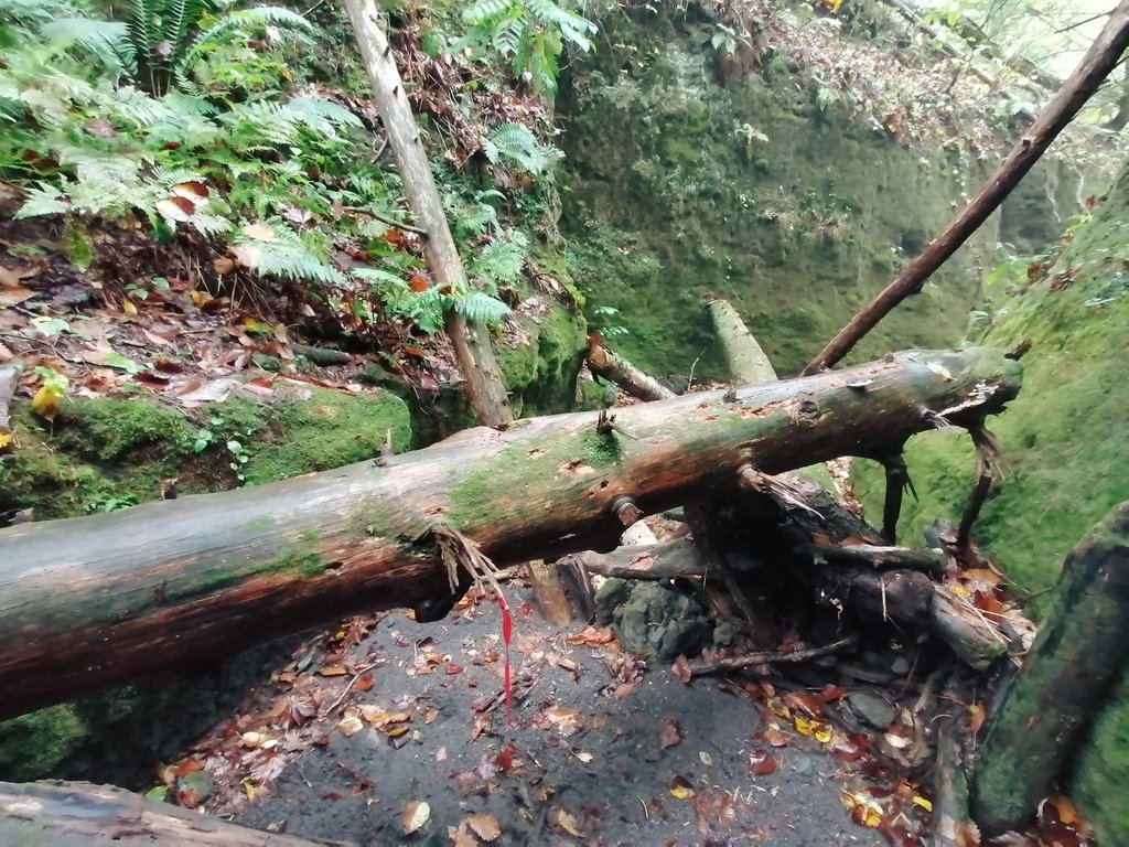 riverwill_kay's tweet photo. 地獄谷を後にして再びの苔の回廊へ!
何度訪れても感動で震える(わたしの中で)北海道随一の絶景!😊
雨に濡れて苔の緑がよりしっとりと瑞々しく時間を忘れるほど見とれました✨
しかし、相変わらず倒木はすごかった…
近くの森でエゾシカの番見かけました😆
#MossCorridor #Hokkaido #LakeShikotsu https://t.co/hFUMgjbMAm