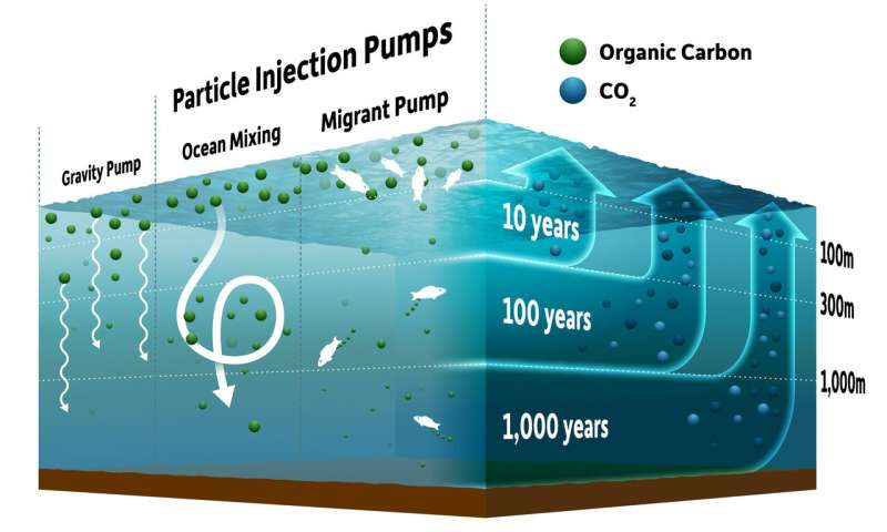 GEFBFP's tweet photo. New research explores #fishcarbon &amp; oceanic #bluecarbon storage: https://t.co/JSGyH76J4r https://t.co/ravIU0cIXQ