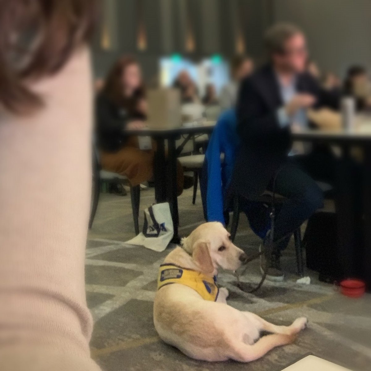 😍#suchagoodboy Not only learning about how to provide service, also learning about The Future of Social Games at the <a href="/geekwire/">GeekWire</a> #GWSummit at lunchtime today.