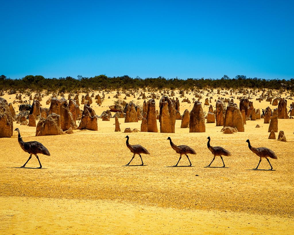 VadoApp's tweet photo. Pinnacles Desert is out of this world
🌏

The distinctive rock formations line the landscape in their thousands, against a backdrop of constantly shifting sand dunes ☀️

Are the Pinnacles on your travel to-do list? ✔

#Australia #Travel #TravelTuesday https://t.co/7h4CZsLeo4