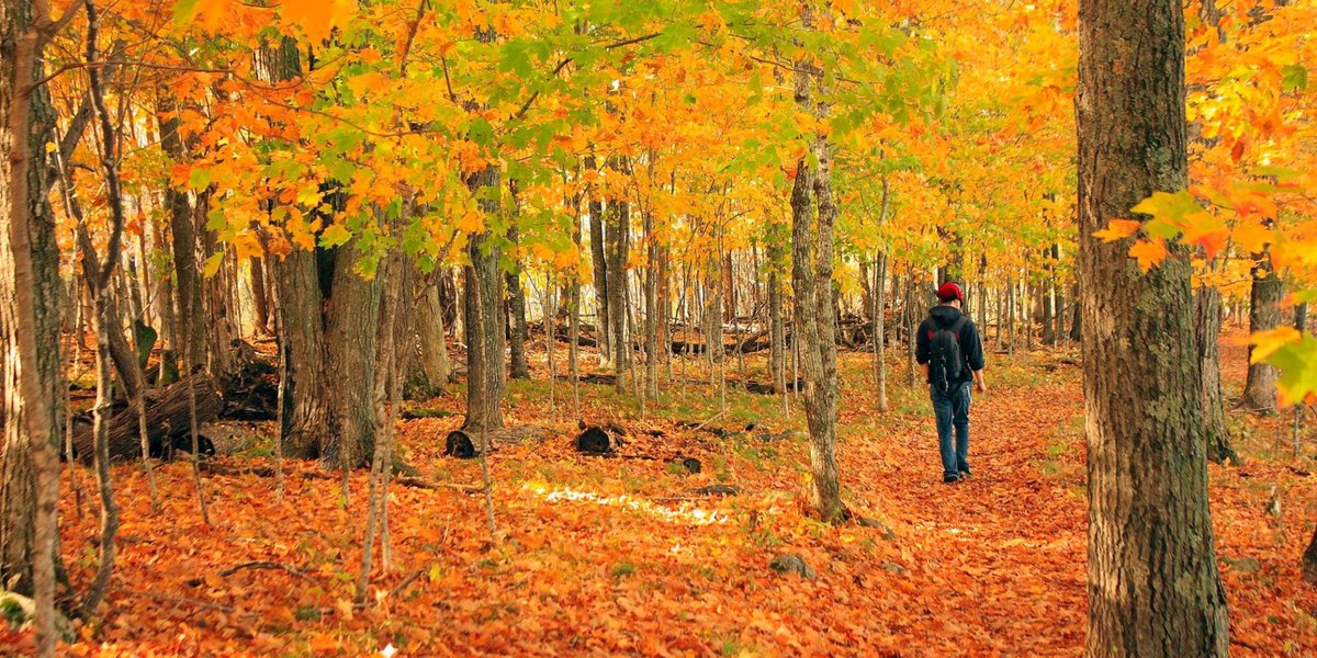 LodgeAndTravel's tweet photo. RT@exploreminn: Take a hike to soak in Minnesota's fall colors. Explore these 10 fall hikes and enter the #HikeMN sweepstakes for a chance to win an #OnlyinMN getaway and other prizes. https://t.co/WsFwPvY03A https://t.co/0I5NEhSyhR