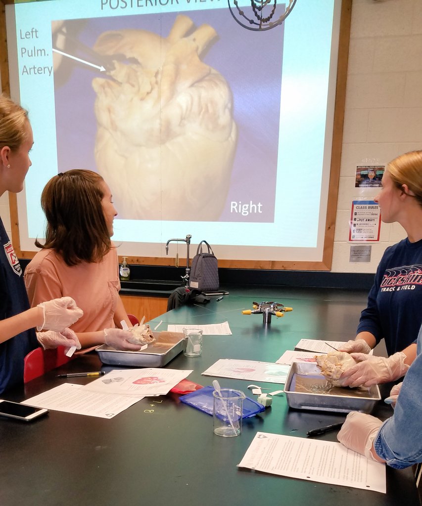 MsGsci's tweet photo. #heart #dissection helps #stdnts learn about the internal structures of animals, how the #tissues & #organs are interrelated & gives students an appreciation of the complexity of organisms in a hands-on #learning environment @CVBuckskins @CVSciTech https://t.co/qJN6PwDj6V