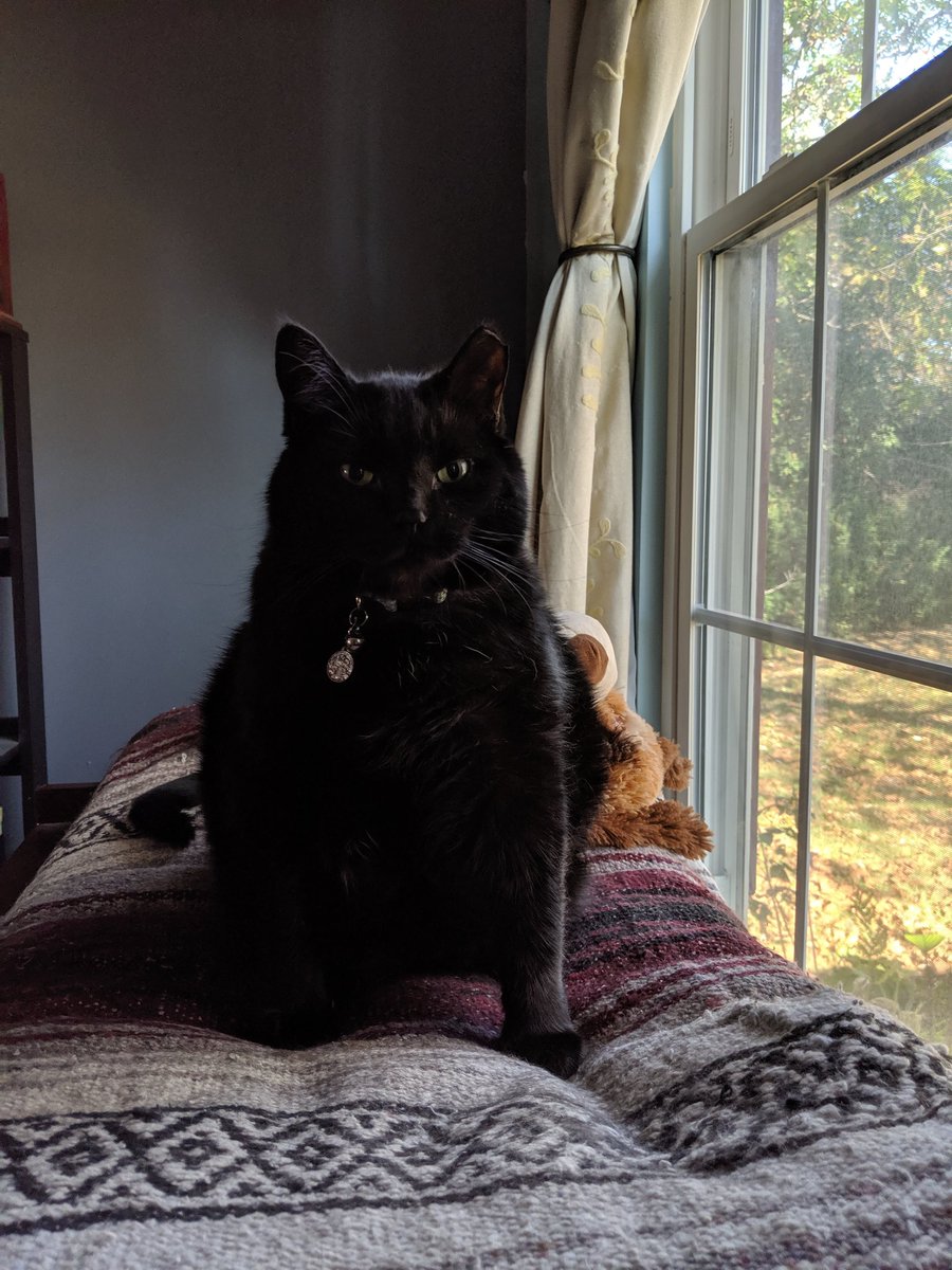 KodlakKitten's tweet photo. The tiny human came home and woke me up. I am displeased. https://t.co/92byrt3Y80