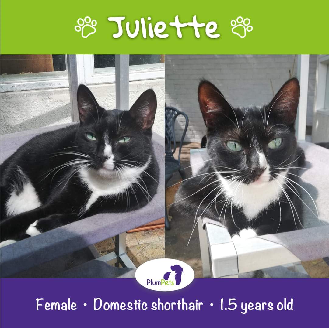 PlumPets (plumpets) Twitter