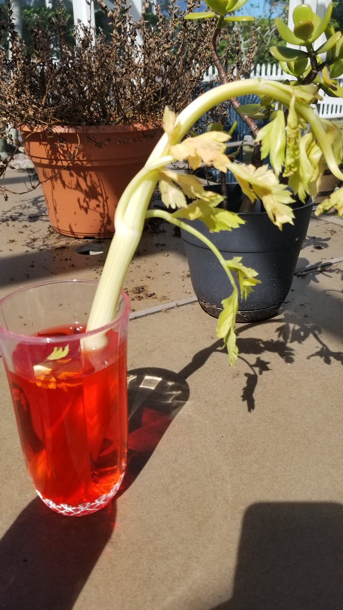 vianaclass's tweet photo. After observing how water travels through stems, my students are a little worried about the effects of red food coloring https://t.co/wOLRtwxQg7