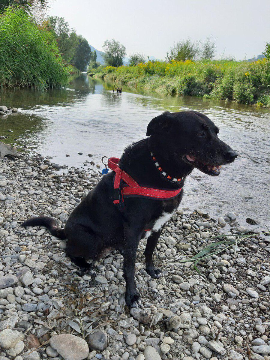 Fire Hyena tweet media