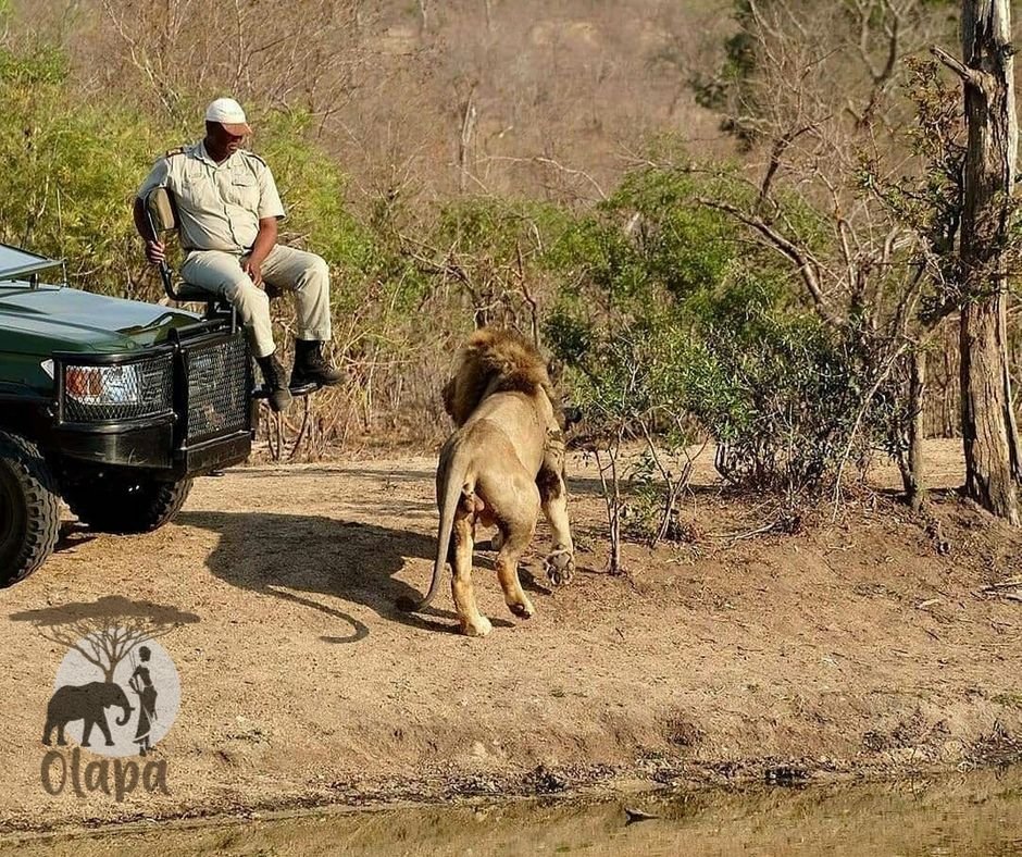 OlapaTours's tweet photo. Our last Safari to Kruger National Park South Africa we witnessed a tracker seated in a way so as to confuse the king of the jungle #olapatours #lionking #travel #safari #adventure #africa #wild #kenya🇰🇪 #Southafrica #MoiDay #KenyattaUniversity #Mariga #eliudkipchoge https://t.co/CxIyAAfXvx