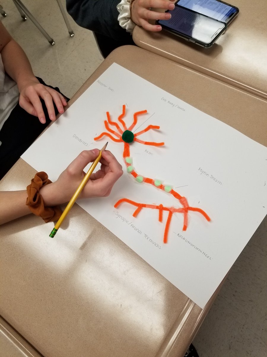 KAndersonLittle's tweet photo. Build your own neuron day! Pipe cleaners galore! https://t.co/A9luqAdpkB