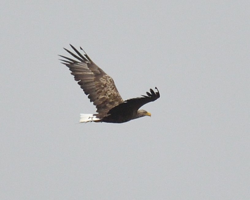 The #WhiteTailedSeaEagle was a bonus which I really didn't expect as visibility has been shocking most of the day #Mull