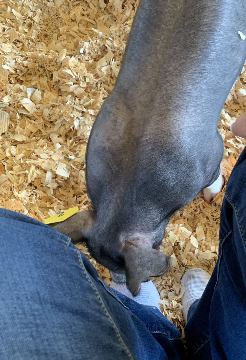 MaydeCreekFFA's tweet photo. You gotta watch “Chanel”...she will catch a toe chewing on your shoes!! 🐷👟 #ffa #animalprojects #piggie https://t.co/MM4LYqocsD