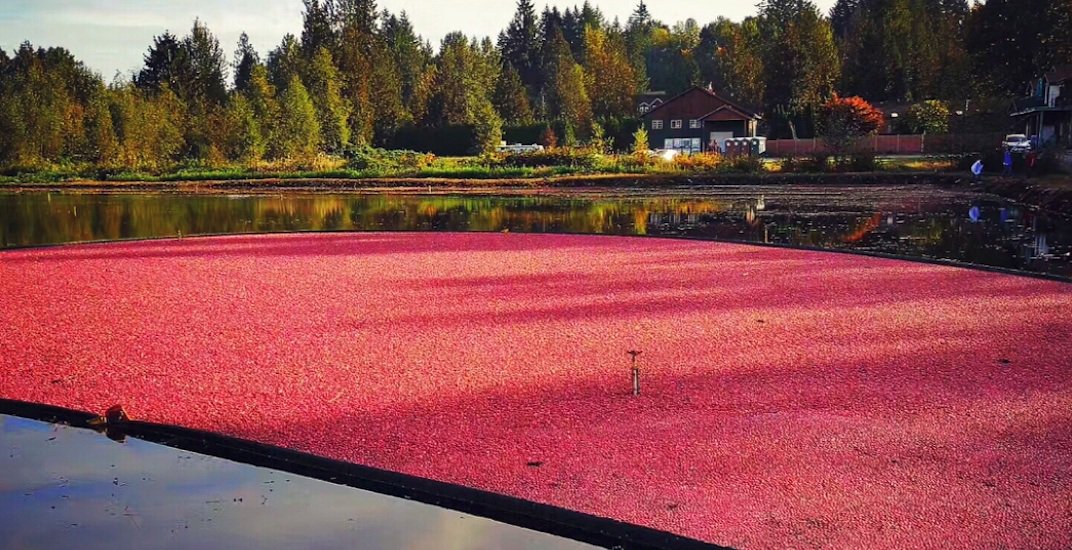 #FortLangley's Cranberry Festival returns this Thanksgiving Weekend ow.ly/Y4xy50wG0Hj