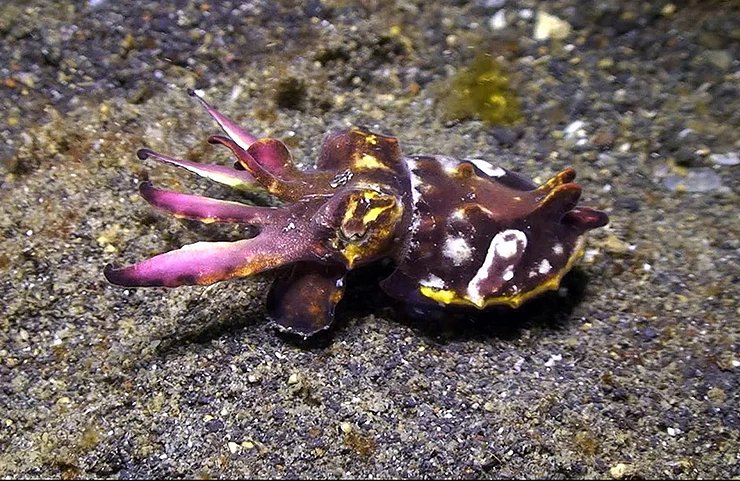 ShellMuseum's tweet image. What's Museum Educator Leigh Gay's favorite mollusk? The Flamboyant Cuttle!
shellmuseum.org/post/the-flamb…
📸: Scott Johnson