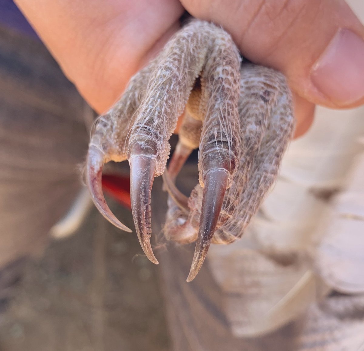 talonDNA's tweet photo. Barn Owl talons are bristly, serrated on the middle talon, & sharp...always intriguing to me, terrifying for rodents. #TalonsTuesday #barnowl #WildAg https://t.co/4wLjiUGeKV