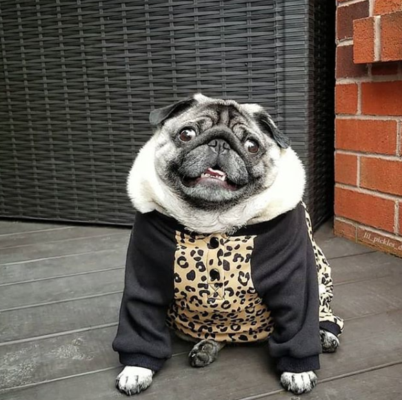 Should we just keep posting cute pics of <a href="/LilPicklesDaPug/">Lil Pickles Da Pug</a> ???

I think the answer is yes.