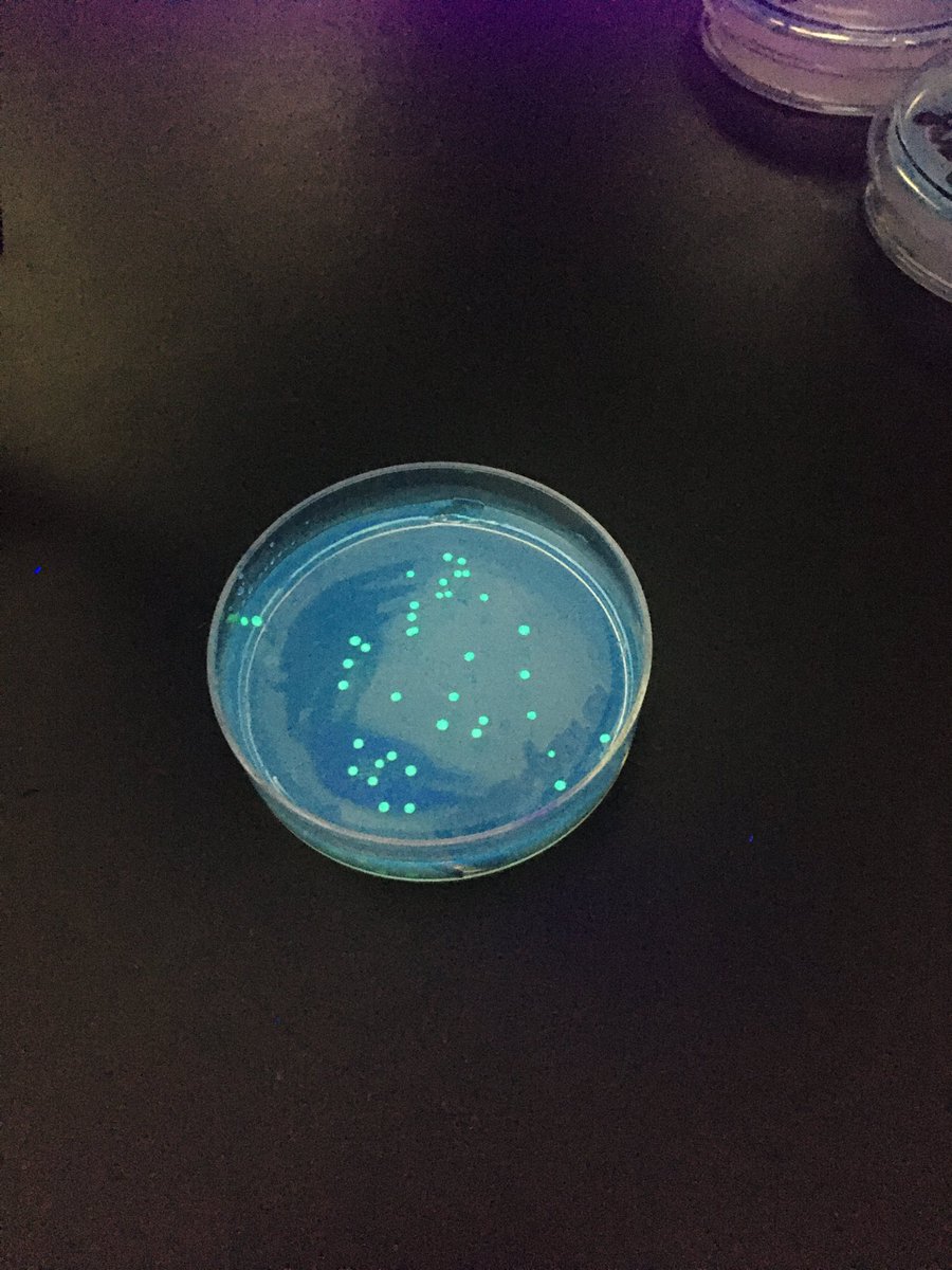 ChemCma's tweet photo. Transformation Day 2-success!! Glow, little bacteria, glow. Great experience with genetics ⁦@LJackieT⁩ ⁦@RenitaGJordan⁩ ⁦@cityofmedicine⁩ ⁦@DPS_science⁩ https://t.co/dA0T5CUvZO