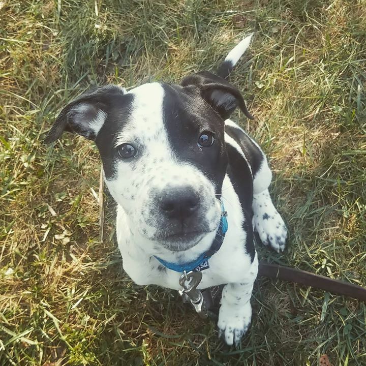 💙🐾Meet Sam, the service puppy🐾💙

Oh Sam, we’ve been looking everywhere for you! Service dog work is hard, but we wanted to take the time to find a rescue puppy who could do the job. The Four Legged Ranch raised this brilliant young boy, and is trusti… ift.tt/2dVgfdE