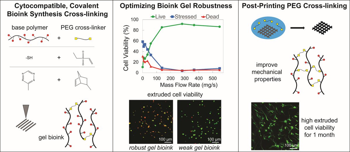 Last of my PhD work online 😀! Rutz, Gargus, and Shah et al. "Employing PEG crosslinkers to optimize cell viability in gel phase bioinks and tailor post printing mechanical properties" <a href="/ActaBio/">Acta Biomaterialia</a> sciencedirect.com/science/articl…
