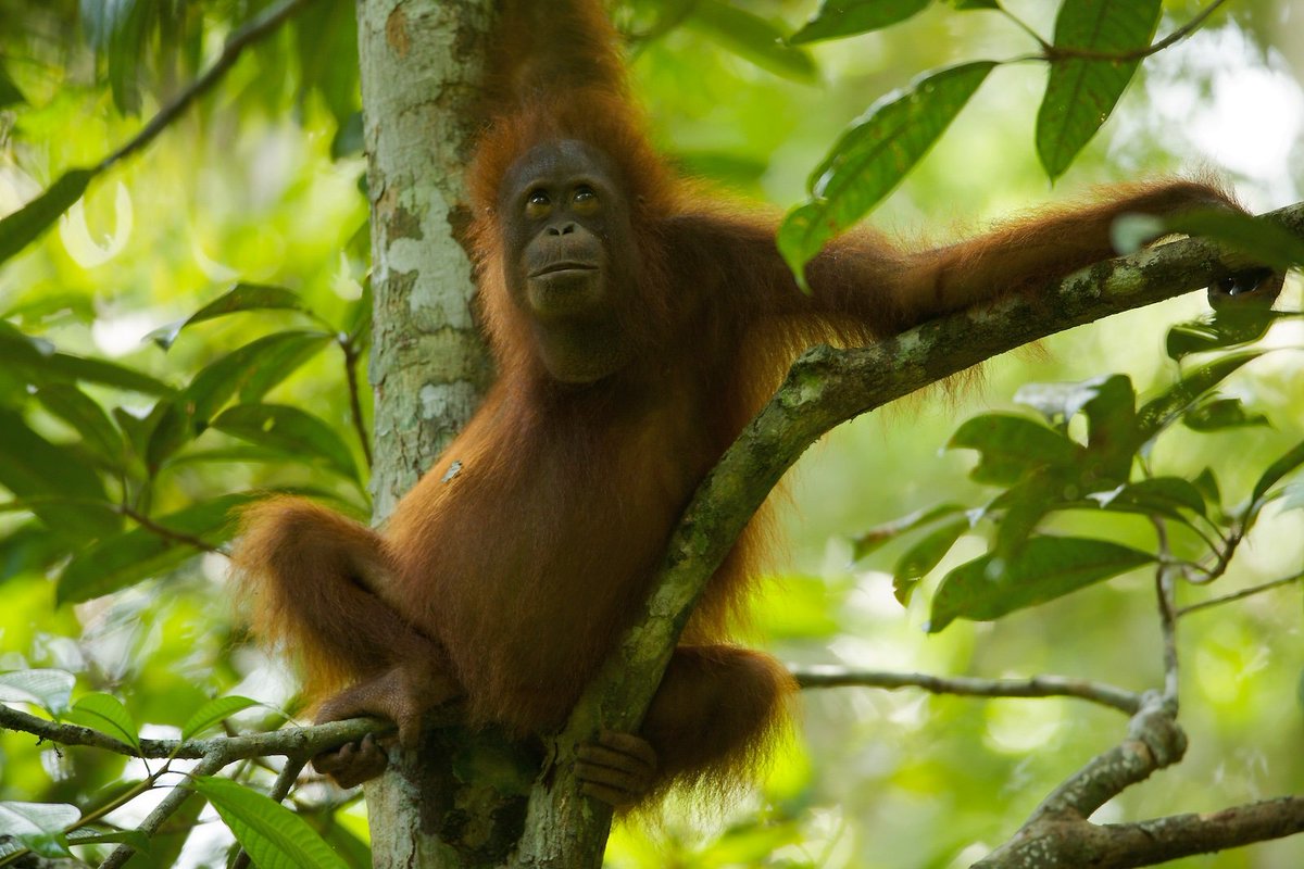 Check out our new paper about the surprising, and elaborate, socio-sexual behavior in adolescent female orangutans. This work was part of the PhD dissertation research of first author, Dr. Caitlin O'Connell; rdcu.be/bTpDX , <a href="/GPOrangutans/">Gunung Palung Orangutan Conservation Program</a>, Photo of Walimah by Tim Laman