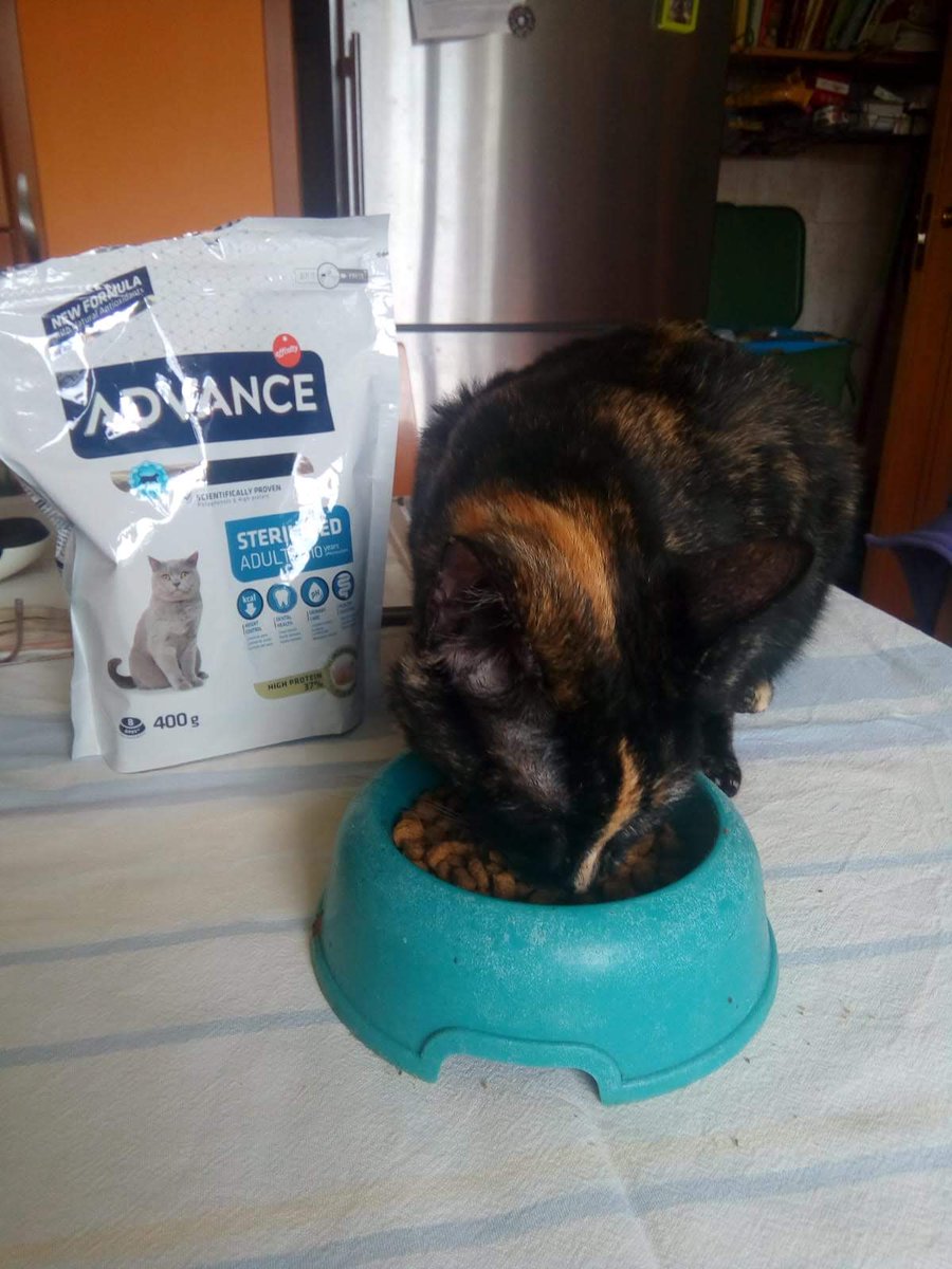 Michi disfrutando de su nueva comida #AdvanceSterilized 
<a href="/trnd_es/">trnd España</a>