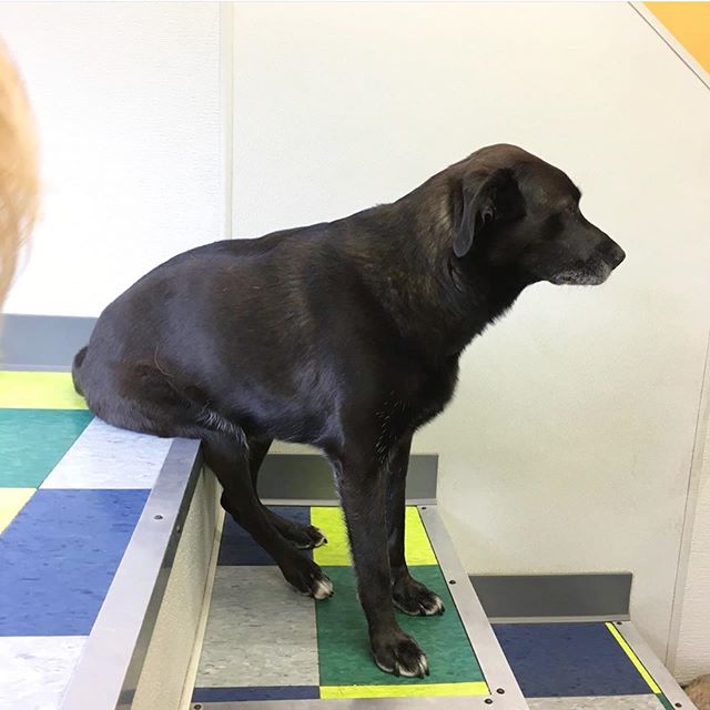 PhillyDogSchool's tweet photo. Am I doing this right?
.
.
.
.
.
.
#humanbehavior #sitpretty #cute #cutedog #dog #dogsofinstagram #phillydog #phillydogschool https://t.co/RgxtPYcSGZ