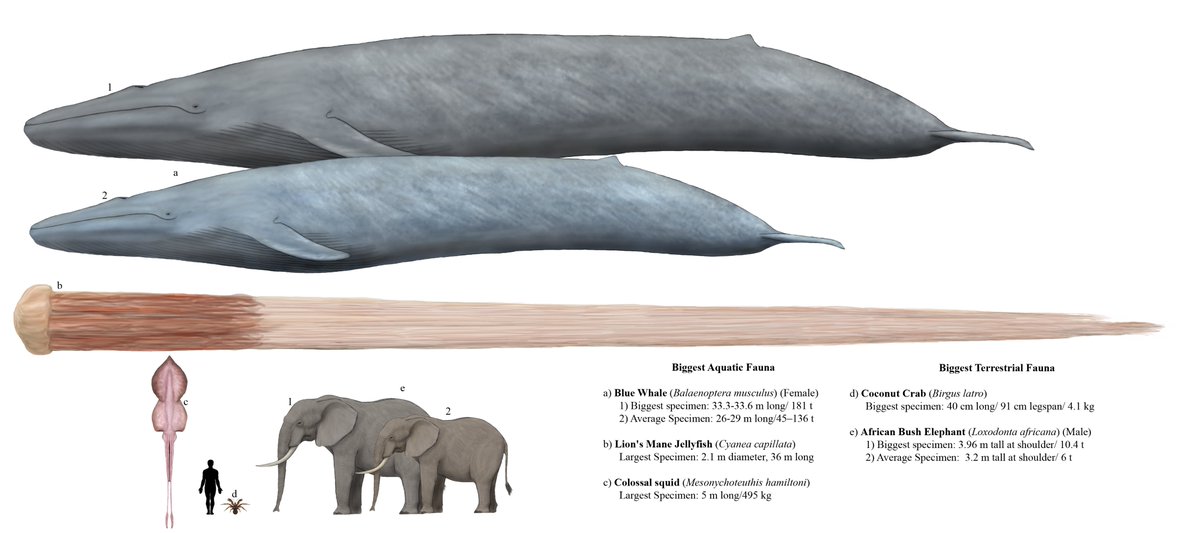 Largest Animals Chart