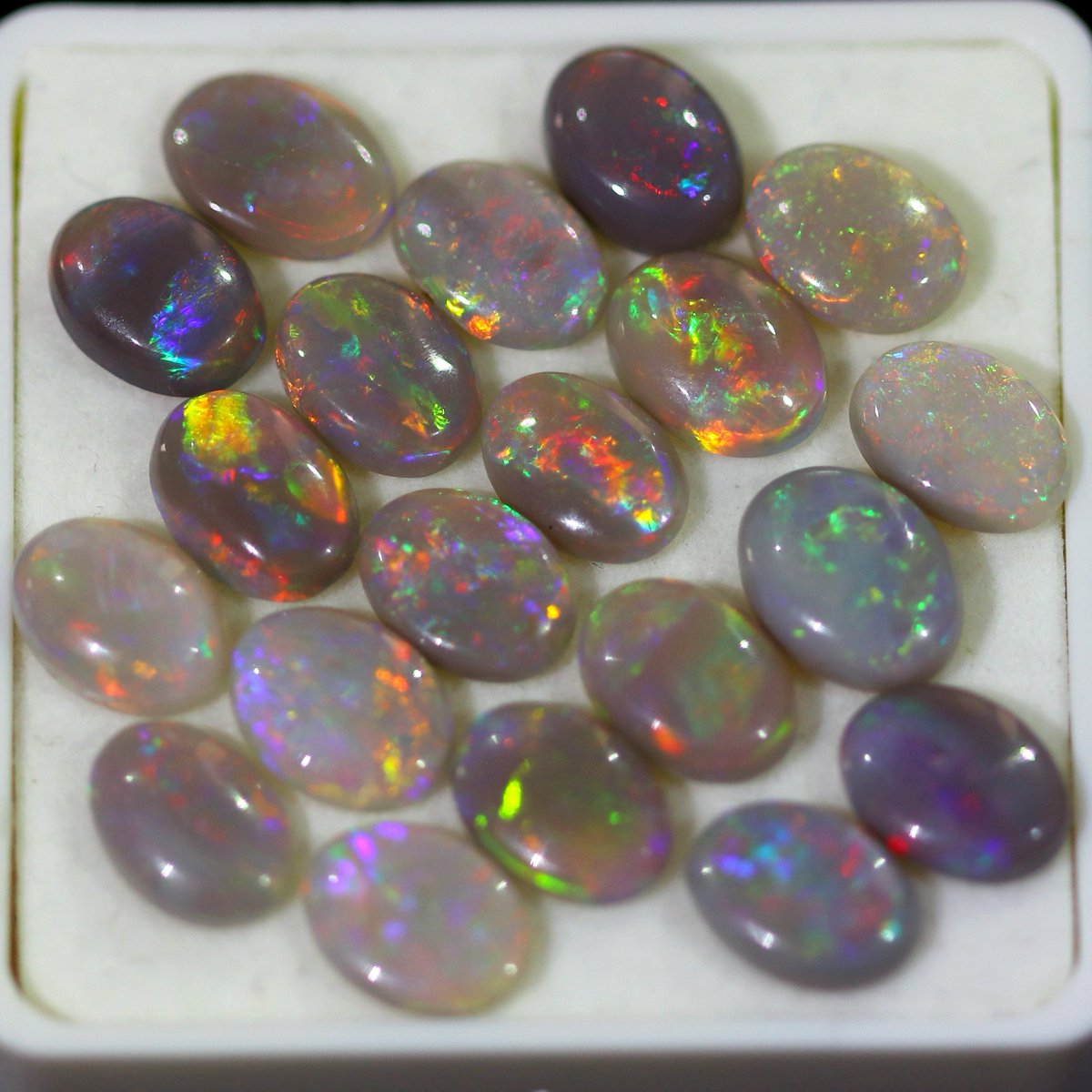 opalgalaxies's tweet photo. Jewellers Parcel 8ร6 High Grade Dark Lightning Ridge Opal X 20 Opal Stones Tt201
Video: https://t.co/k09oVkSnF5
Dimensions: 8x6mm
Weight: 15 cts
Source: Lightning Ridge Nsw Australia
#darkopal #blackopal #lightningridgeopal
https://t.co/cz82cD3Jch https://t.co/oHBte86jTv