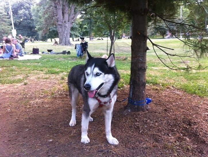 BrianOstyn's tweet photo. @SaturnLunacy Outer Giant Nanook Inuit myth, Nanook, the master of bears. Popularized by Nanook of the North. This was my wife’s dog and I was the only person she ever met who knew the doc &amp; reason she decided I was the one. No better gift than naming a moon after our first child https://t.co/NYfQapSVs7