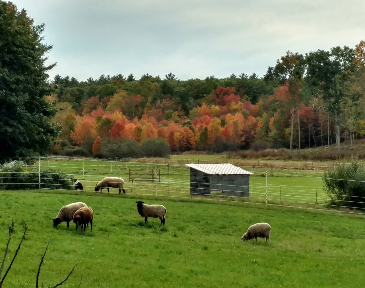 wnlawton27's tweet photo. I'm sheepishly watching the foliage change...baa ๐๐#nhfoliage #mynh #durhamnh https://t.co/64zAhjLuNU