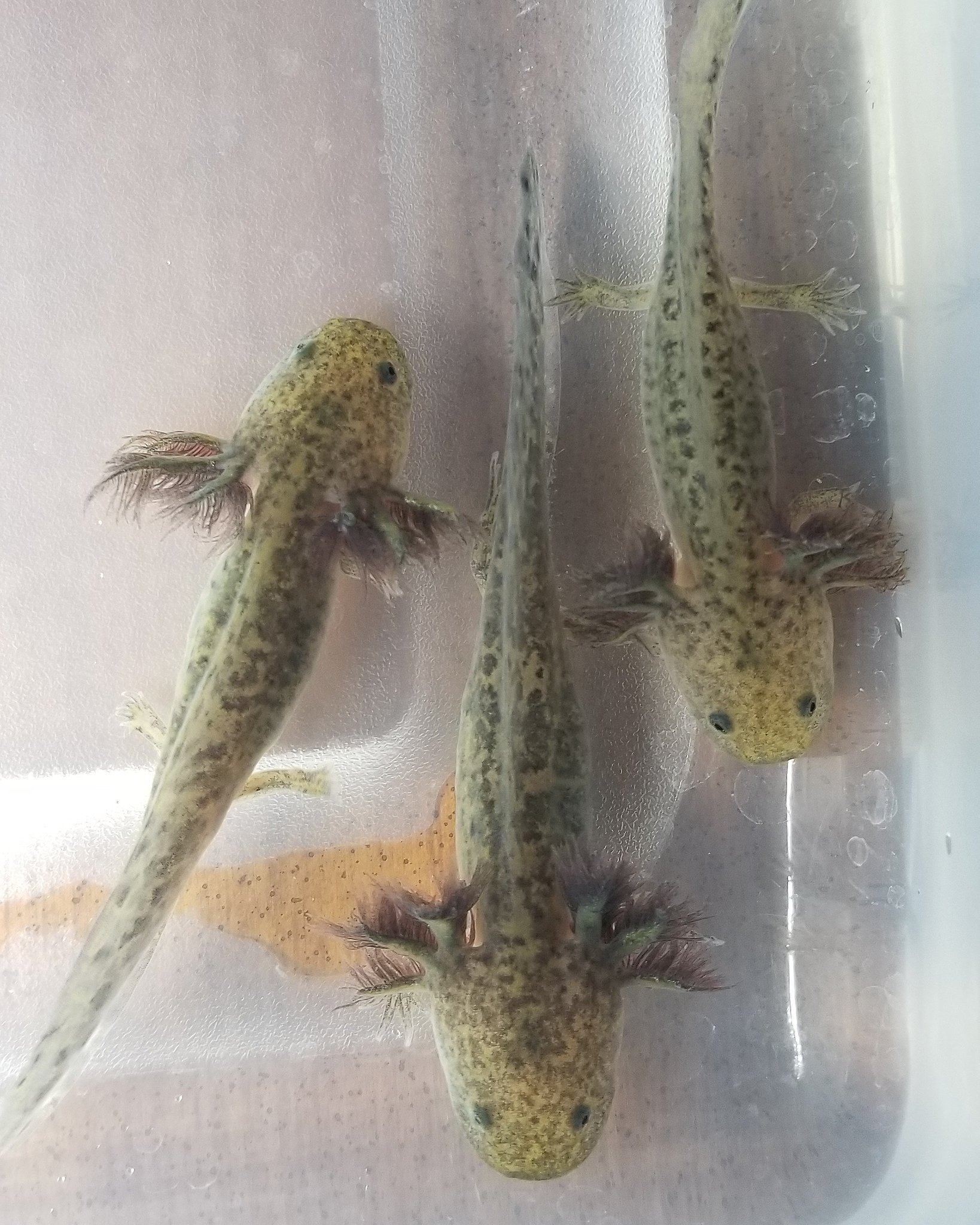 Diddles Axolotls Cute Little Wild Type Babies Looking For Homes Axolotl Axolotls Axolotlsoftwitter Axolotlsofinstagram Axolotlsforsale Axies Lotls Wildtypeaxolotl Juvenileaxolotl T Co Vwkckkanyp Twitter