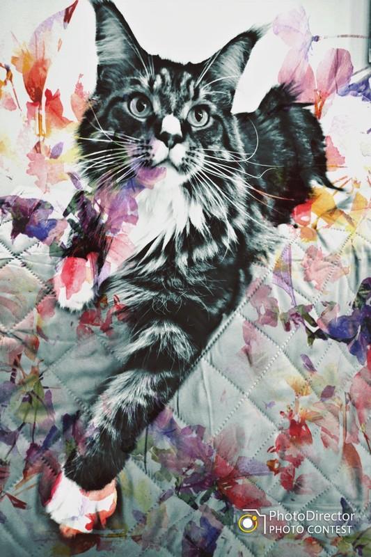 Maximus-mus by Adeline hautecoeur

From our Animal Photo Contest going on now.

cyberlink.com/stat/gallery/p…

 #animals #animallovers #cat #cats #animalphotography #animaloftheday #petoftheday