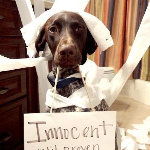 WoofBlitzerNews's tweet photo. Sorry I wasn't here to bamboozle the burgerler who did dis. Next time.  #AnApologyToMyParents https://t.co/sxBzhUuz4V