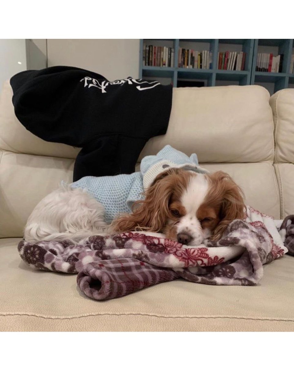 как зовут собаку бан чана. спаниель берри бан чан. собака бан чана берри. собака банчана берри. собака банчана берри.