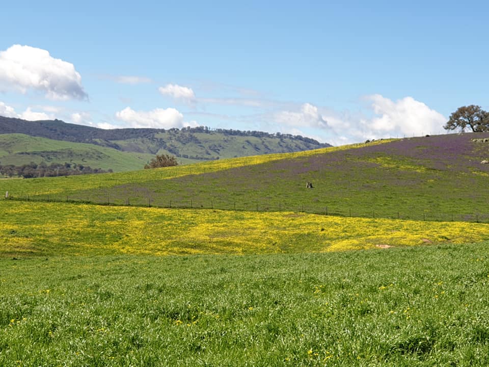 NutriSoil's tweet photo. EXTRAORDINARY Biological Farming Roundtable Thursday 31st Oct with Holistic Farmer Brooke French, Brungle, NSW. https://t.co/tnOFN5lKm9
#cattlehealtheland #complexityinnature #wormliquidsendsnaturesmessages #plantscommunicate #perceptioniseverything #liveanextraordinarylife https://t.co/wOESN5mWEH