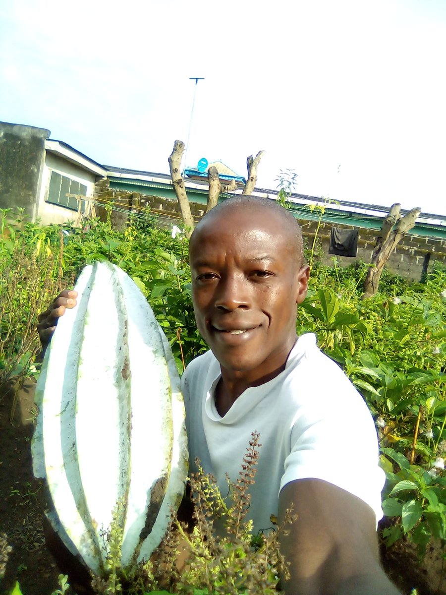chi_chetta's tweet photo. @ForesInMyGarden That's amazing. Could you share with me where your farm is located   and the soil type? What improved inputs did he use? I grow fluted pumpkin in Lagos, Nigeria. https://t.co/xkdvxtSJoV