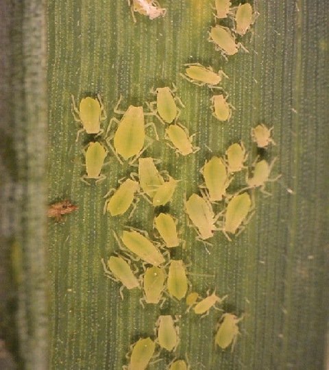 marianoluna79's tweet image. Sale Hilo (A pedido del publico)

Vamos a hablar en forma práctica de unos "buenos amigos" que tenemos en el campo, que tienen una característica interesante se sienten muy cómodos en condiciones de estrés hídrico o falta de agua
LOS PULGONES
Otrora plaga clave de los cereales