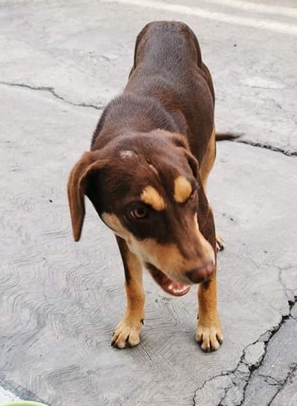 diana_dfc's tweet photo. Canelita en adopción responsable talla mediana, super linda y cariñosa, sociable, le encanta jugar y los niños, no ladra ya que le quitaron las cuerdas vocales, me ayudan con un RT para que encuentre hogar?  @JimneRamn @MascotasSismo @MarianimaLOVERS @perrososmx @_PatriciaAnaya https://t.co/Q5DbRN10bx