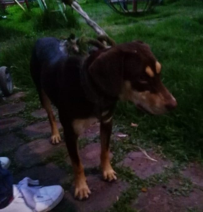 diana_dfc's tweet photo. Canelita en adopción responsable talla mediana, super linda y cariñosa, sociable, le encanta jugar y los niños, no ladra ya que le quitaron las cuerdas vocales, me ayudan con un RT para que encuentre hogar?  @JimneRamn @MascotasSismo @MarianimaLOVERS @perrososmx @_PatriciaAnaya https://t.co/Q5DbRN10bx