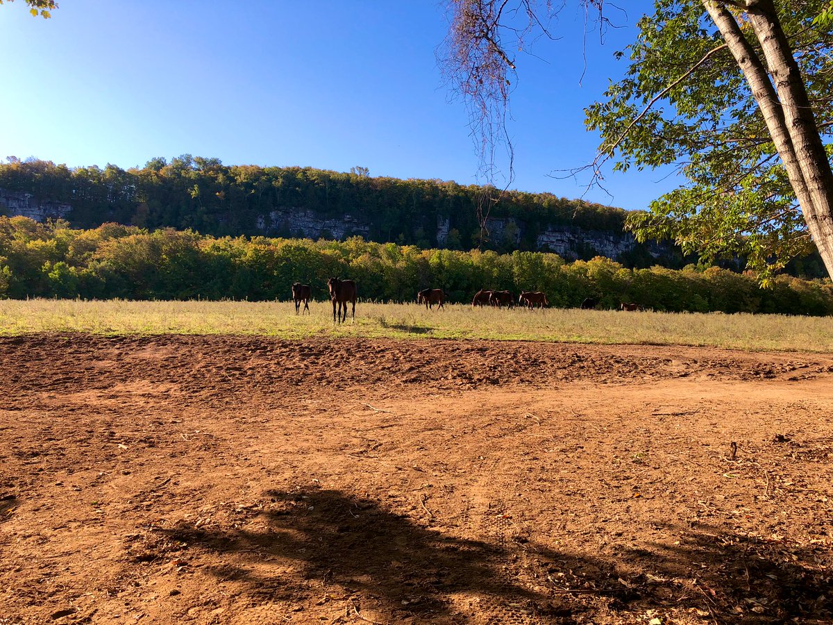 What a view this morning. Enjoyed it right up until the moment one of the yearlings decided to chomp on my arm lol