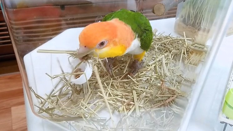 Sierratan's tweet photo. プラケとかキャリーで朝ごはん #寧フォレイジング #寧フォージング #froating https://t.co/Die1bmkRdY