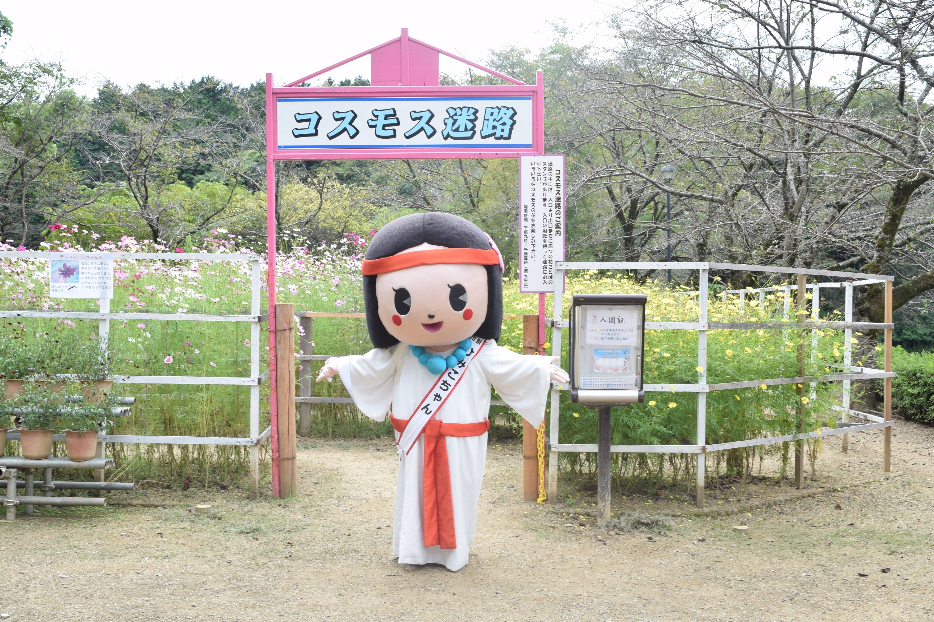 ひみこちゃん Twitterissa 安倍文殊院のコスモス迷路に行ってきたで 迷路は普通に迷ったけど 約30種類の満開のコスモスに囲まれて本当に綺麗やった 秋の限定朱印も始まってるで コスモスの開花状況は安倍文殊院のhp T Co Lfv4frxlg7 をみてな