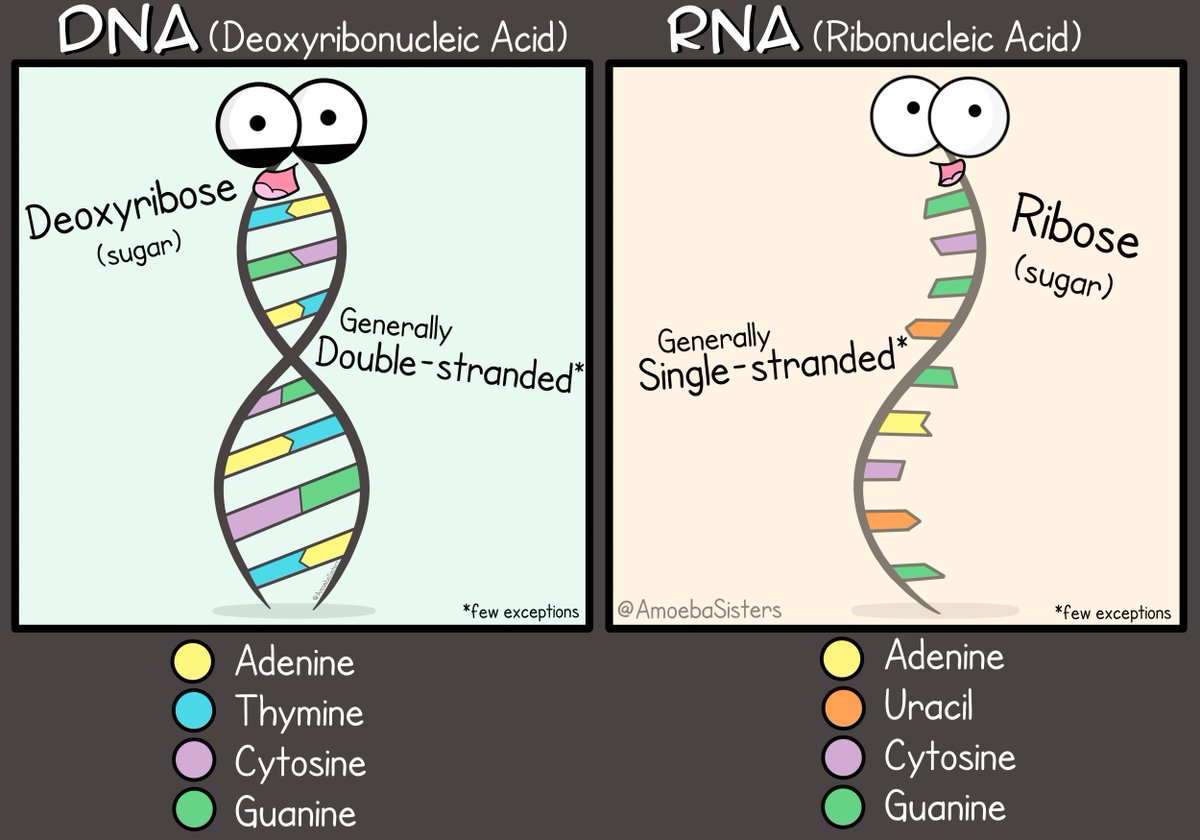 Module 2 1 Dna And Rna 21 Bio018 Biology A Level And Transition To University Module 2 1 Dna And Rna 21 Bio018 Biology A Level And Transition To University